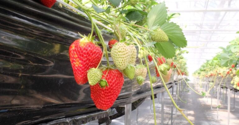 川内村でいちご狩り｜甘い大粒いちごが食べ放題♪ 家族でのお出かけにオススメ